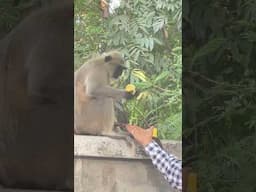Baby Langur is kissing my fingers