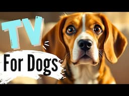 Dogs Are OBSESSED With This Video! 🐕 Play It and Watch Your Pup’s Adorable Reaction!
