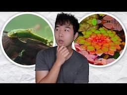 Aquatic Update JUST DROPPED | MORE aquarium fish you never heard of