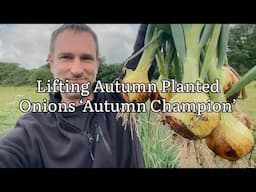 How To Harvest Onions And Tell When They Are Ready, Lifting Loads Of Onions