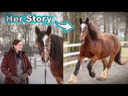 New Horse At The Farm!