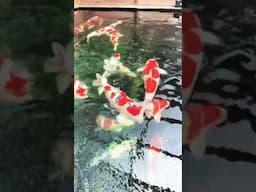 Big Big Koi Fish