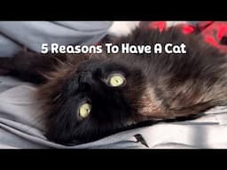 5 Reasons To Have A Cat