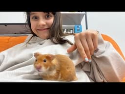 Criceto e Roblox Live