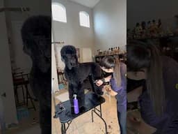 Standard Poodle Grooming #standardpoodle #doggroominglife #poodle