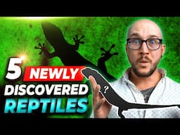 5 NEWLY Discovered Reptile Species YOU Can Keep as Pets... Sorta