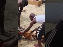 Cutting of the  Goat  Neck for Cooking & Offering to the Gods