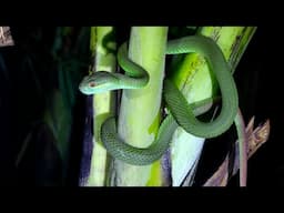 Reptile Hunting in Bali. Day 1 night hunt.