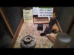 Chickie 🐣  Cam! - Thomas Johnson Antique Furniture Restoration