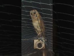 visit My farm New member1year old#chakraborty birds farm good luck #