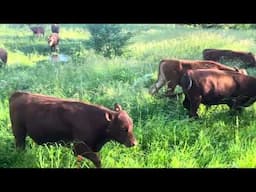 Greg Judy is in grass haven at the bull farm!