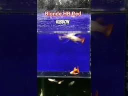 GUPPY RARE RIBBON #guppy #fish #sorts