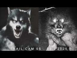 Most Disturbing Creatures Caught on Trail Cam 2025