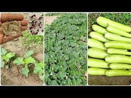 Lauki ki kheti: Lauki ki kheti kaise kare | how to grow Bottle Gourd, Lauki farming