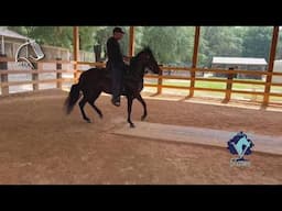 Alegría Cumplida de la Cima, hija de Sueño Cumplido, bajo el manejo de Alvin Pérez