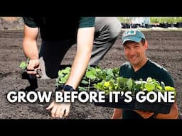 We Planted The Rarest ANCIENT Pumpkin to Save Seeds!