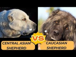 Russian giants: Caucasian Shepherd vs Central Asian Shepherd dogs