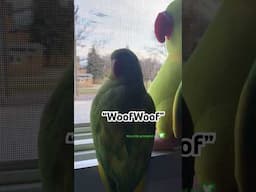 The Doggie goes “WoofWoof” 😂.  #talkingparot #birds #shorts #cute