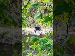 Black Bears Swimming In The Lehigh River. #pawilds #wildlife #blackbears