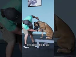 Become a Certified Professional Dog Trainer With the Method K9 Institute