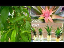 Spring Garden Tour - 4 Years of Growing Pineapples and Peach Trees in Central Texas