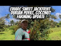 DURIAN PUYAT / EVIARC SWEET JACKFRUIT/ COCONUT FARMING UPDATE 2025.