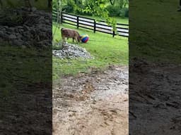 Our cow plays kickball?!