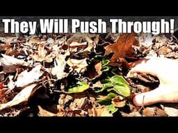 Heavy Mulch is not a Problem for Perennials