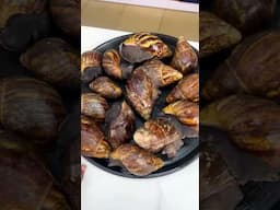 See how much I bought these snails! Fair or pricey?