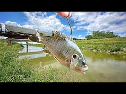 River Monsters Migrated Into This BOTTOMLESS CANAL!!! (Violent Takedown)