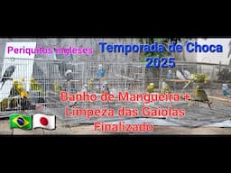 BANHO de Mangueira+Limpeza dos Voadores Finalizados Para iniciar a Temporada de Choca 2025  Parte 2