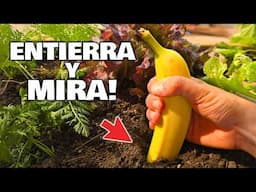 ENTIERRA un PLÁTANO en tus PLANTAS y MIRA QUE OCURRE!! Abono Casero de Plátano | Floración y Jardín