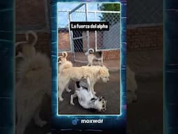 El perro más salvaje!