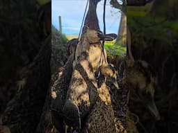 DUCK SEASON IN FULL SWING. FULL VIDEO COMING SHORTLY #fieldtotable #duckhunting