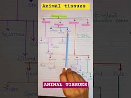 Animal tissues | Types of tissue | Types of animal tissues #biology