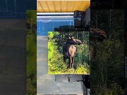 Printing a 13x19 Moose Photo! | Canon Pro-200