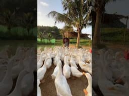 just call me the duck whisperer #vietnam #viralshorts