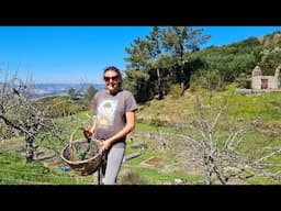 Spring has arrived on our Portuguese Homestead!