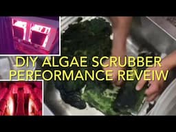 Diy algae scrubber compact/dual screen review, likes, dislikes, cleaning schedule, are they working