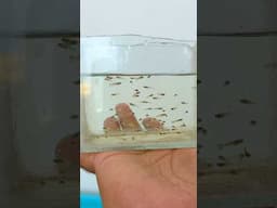 Update of My Guppy Breeding 😍😍 #guppyfish #guppy #guppyfishbreeding #shortsfeed #aquarium #trend