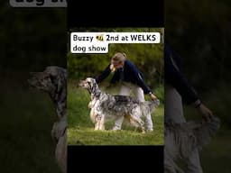 Buzzy 🐝 WELKS Dog Show 2025  #showdog #englishsetter