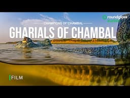 Gharials of Chambal: Snapshots from the River's Edge | The Fight for Survival | @RoundglassSustain