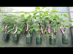 Unbelievable - No garden - Self-watering - Big, lots