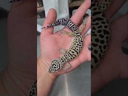 Leopard Geckos! 🦎🦎🦎💚💚💚🌄