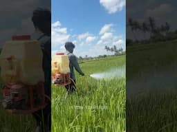 விவசாயம் கத்துக போரோம் 🌾😍 | மருந்து அடிகிரோம் 🍃 @PsychoTravellerz_PTF #shorts #short
