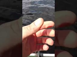 Gruba Ryba Fajny Szczupak na Salmo #shorts #szczupaki #łowienieszczupaków