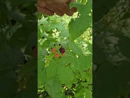 Wild Black Rasberries at our homestead.  #farmlifebestlife #garden #waildberries