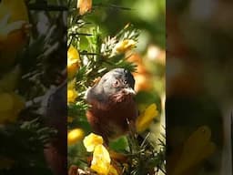 ON THIS WEEKS ADVENTURE! #shorts  #birding #wildlife #shorts #birdtube #birds #nature #photography