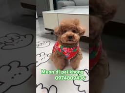Muốn đi phải không  want to go# shorts # shorts