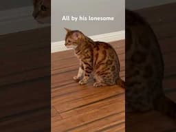 What a guy. #cat #bengalcat #viralvideo #storyshorts #viralvideo